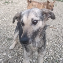 NIKA, Hund, Mischlingshund in Bulgarien - Bild 3
