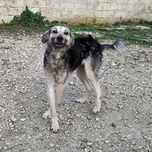 NIKA, Hund, Mischlingshund in Bulgarien - Bild 4