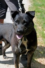 BLACKY3, Hund, Mischlingshund in Ungarn - Bild 1