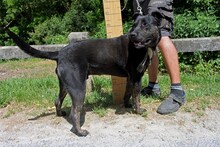 BLACKY3, Hund, Mischlingshund in Ungarn - Bild 2
