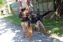 JANCSIKA, Hund, Mischlingshund in Ungarn - Bild 2