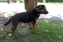 JANCSIKA, Hund, Mischlingshund in Ungarn - Bild 3