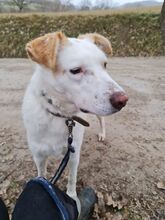 DADO, Hund, Mischlingshund in Italien - Bild 3