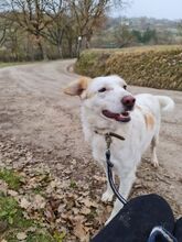 DADO, Hund, Mischlingshund in Italien - Bild 4