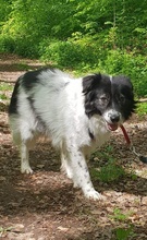 MISSIEDAFNE, Hund, Mischlingshund in Hagen - Bild 4