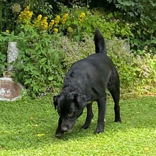 ALBERTO, Hund, Deutscher Schäferhund-Labrador-Mix in Freiburg - Bild 7