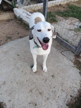 ARIA, Hund, Mischlingshund in Griechenland - Bild 10