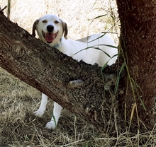 ARIA, Hund, Mischlingshund in Griechenland - Bild 12