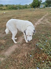 ARIA, Hund, Mischlingshund in Griechenland - Bild 2