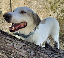 ARIA, Hund, Mischlingshund in Griechenland - Bild 20
