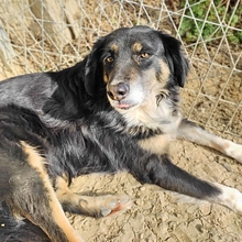 BONNIE, Hund, Mischlingshund in Griechenland - Bild 1