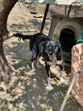 BONNIE, Hund, Mischlingshund in Griechenland - Bild 11