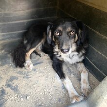 BONNIE, Hund, Mischlingshund in Griechenland - Bild 15