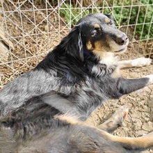 BONNIE, Hund, Mischlingshund in Griechenland - Bild 2