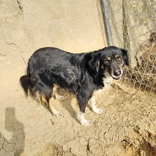 BONNIE, Hund, Mischlingshund in Griechenland - Bild 3