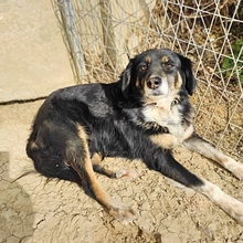 BONNIE, Hund, Mischlingshund in Griechenland - Bild 4