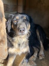 BONNIE, Hund, Mischlingshund in Griechenland - Bild 5