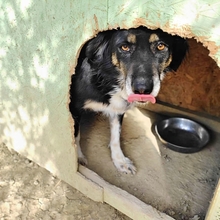 BONNIE, Hund, Mischlingshund in Griechenland - Bild 6