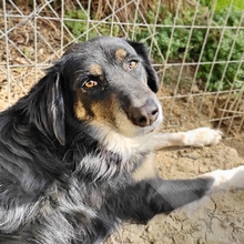 BONNIE, Hund, Mischlingshund in Griechenland - Bild 7