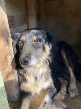 BONNIE, Hund, Mischlingshund in Griechenland - Bild 9