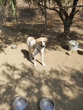 ARIEL, Hund, Mischlingshund in Griechenland - Bild 3