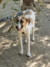 ARIEL, Hund, Mischlingshund in Griechenland - Bild 4
