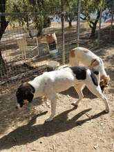 JASMINE, Hund, Mischlingshund in Herne - Bild 7