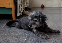 DIDI, Hund, Mischlingshund in Spanien - Bild 1