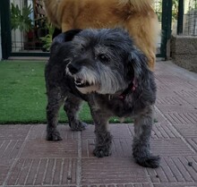 DIDI, Hund, Mischlingshund in Spanien - Bild 2