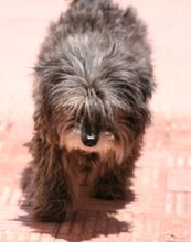 DIDI, Hund, Mischlingshund in Spanien - Bild 4