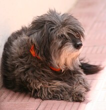 DIDI, Hund, Mischlingshund in Spanien - Bild 5
