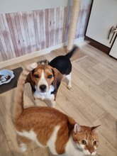 TAMMY, Hund, Mischlingshund in Essen - Bild 6