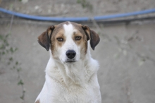 KRISTOPH, Hund, Mischlingshund in Griechenland - Bild 1
