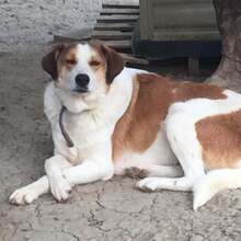 KRISTOPH, Hund, Mischlingshund in Griechenland - Bild 10
