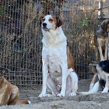 KRISTOPH, Hund, Mischlingshund in Griechenland - Bild 12