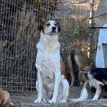 KRISTOPH, Hund, Mischlingshund in Griechenland - Bild 13