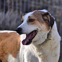 KRISTOPH, Hund, Mischlingshund in Griechenland - Bild 14