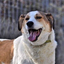 KRISTOPH, Hund, Mischlingshund in Griechenland - Bild 15
