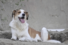 KRISTOPH, Hund, Mischlingshund in Griechenland - Bild 2