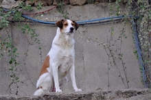 KRISTOPH, Hund, Mischlingshund in Griechenland - Bild 3