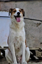 KRISTOPH, Hund, Mischlingshund in Griechenland - Bild 4