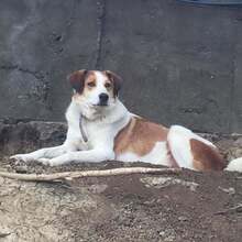 KRISTOPH, Hund, Mischlingshund in Griechenland - Bild 5