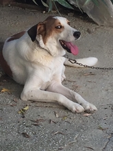 KRISTOPH, Hund, Mischlingshund in Griechenland - Bild 6