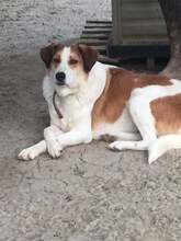 KRISTOPH, Hund, Mischlingshund in Griechenland - Bild 7