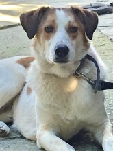 KRISTOPH, Hund, Mischlingshund in Griechenland - Bild 9