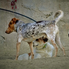 ORPHEAS, Hund, Jagdhund-Mix in Griechenland - Bild 16