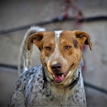 ORPHEAS, Hund, Jagdhund-Mix in Griechenland - Bild 4