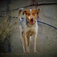 ORPHEAS, Hund, Jagdhund-Mix in Griechenland - Bild 6