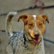 ORPHEAS, Hund, Jagdhund-Mix in Griechenland - Bild 7
