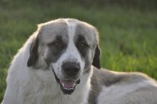 RIKY, Hund, Herdenschutzhund-Mix in Griechenland - Bild 10